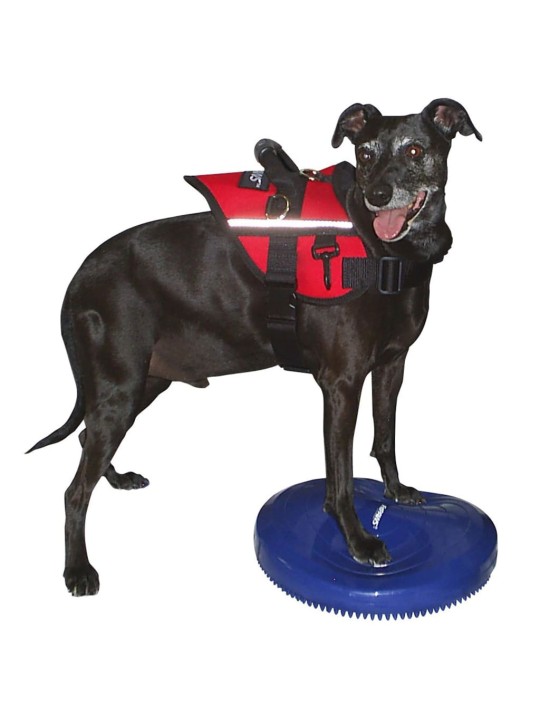 Fitpaws lemmikin tasapainoalusta 36 cm sininen