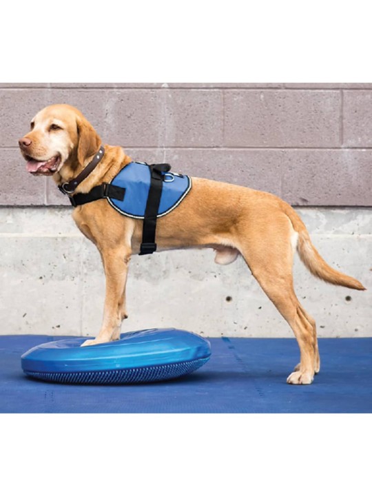 Fitpaws lemmikin tasapainoalusta 36 cm sininen