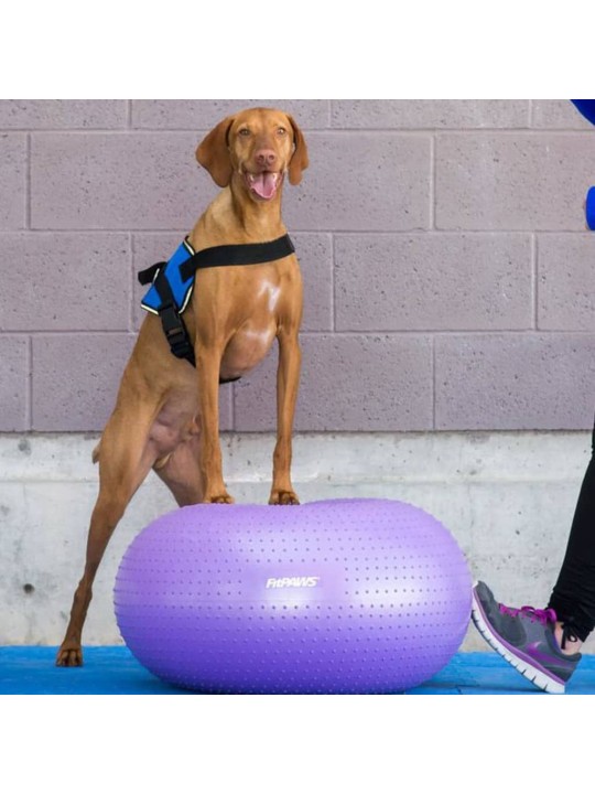 Fitpaws lemmikin tasapainopallo trax donut 55 cm violetti