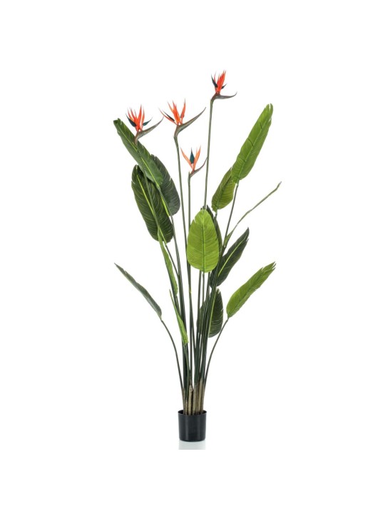 Emerald Tekokasvi Strelitzia-puu 4 kukalla ruukussa 150 cm